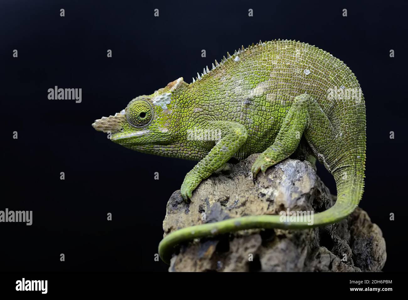 Ein junges Fischer-Chamäleon (Kinyongia fisheri) kriecht auf Polianthes tuberosa-Blüten. Stockfoto