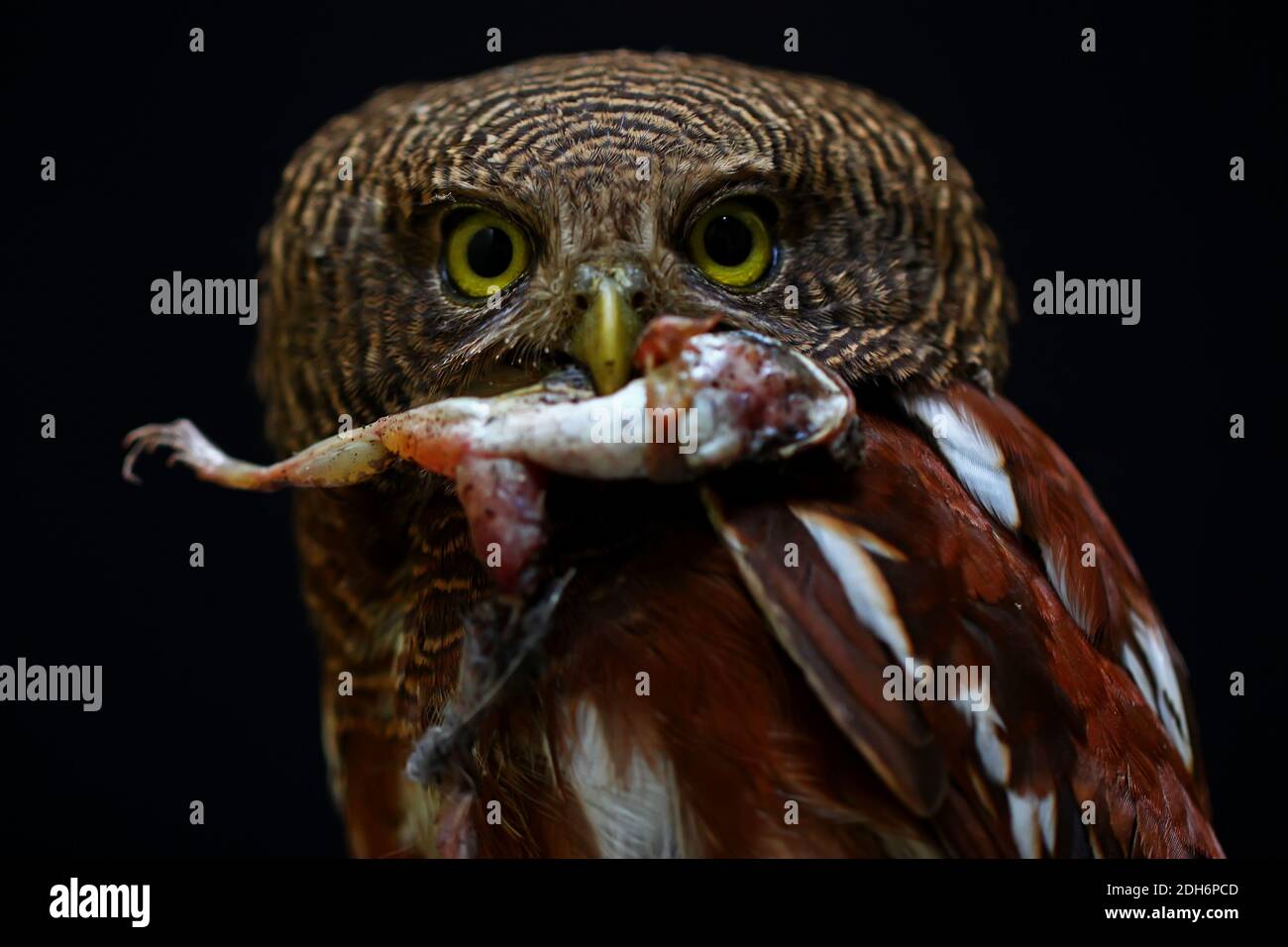 Eine Javaneule frisst einen Frosch. Dieser nachtaktive Raubvögel trägt den wissenschaftlichen Namen Glaucidium castanopterum. Stockfoto Eine Javaneule frisst einen Frosch. Dieser nachtaktive Raubvögel trägt den wissenschaftlichen Namen Glaucidium castanopterum. Stockfoto