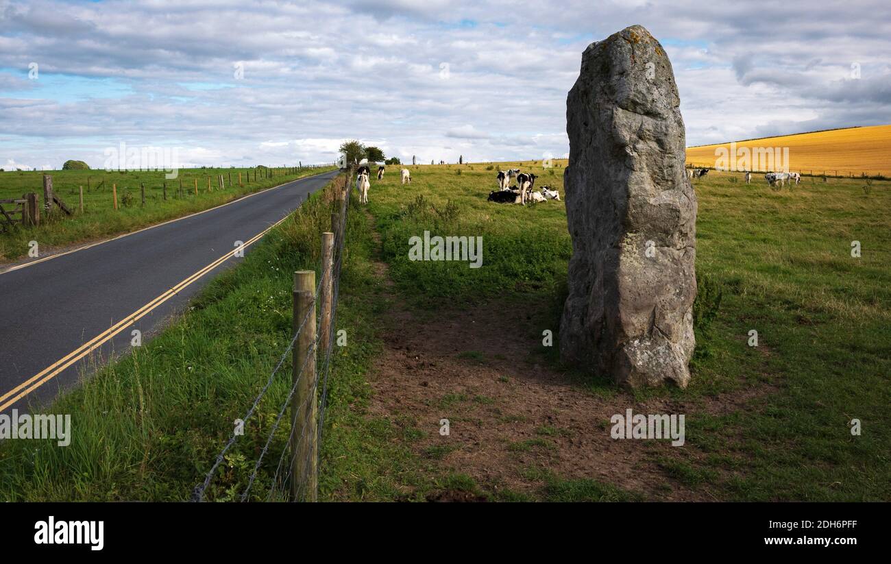 Kühe grasen in der Nähe von Prehistoric Standing Stones in Avebury in Wiltshire England Stockfoto