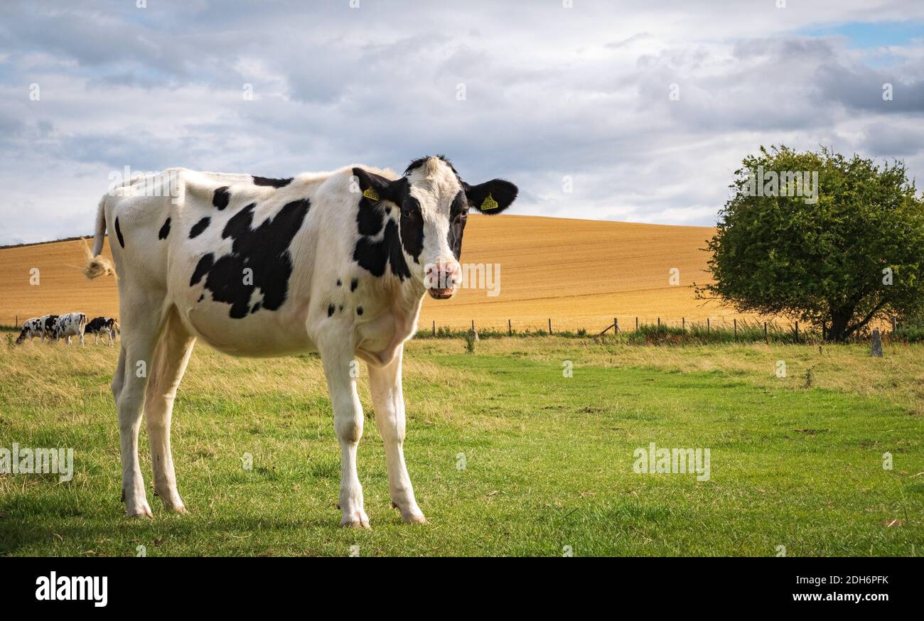 Kühe grasen in der Nähe von Prehistoric Standing Stones in Avebury in Wiltshire England Stockfoto