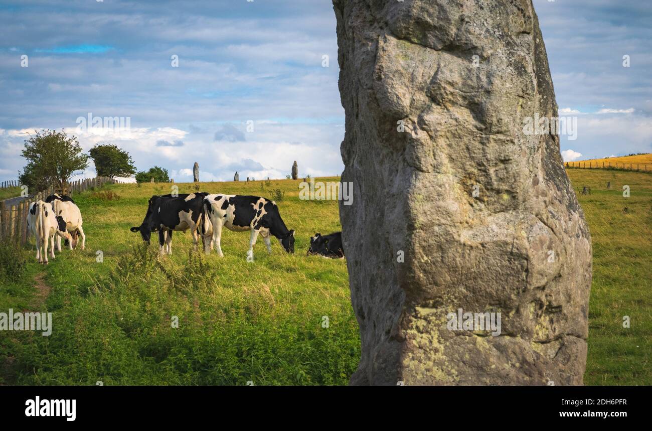 Kühe grasen in der Nähe von Prehistoric Standing Stones in Avebury in Wiltshire England Stockfoto
