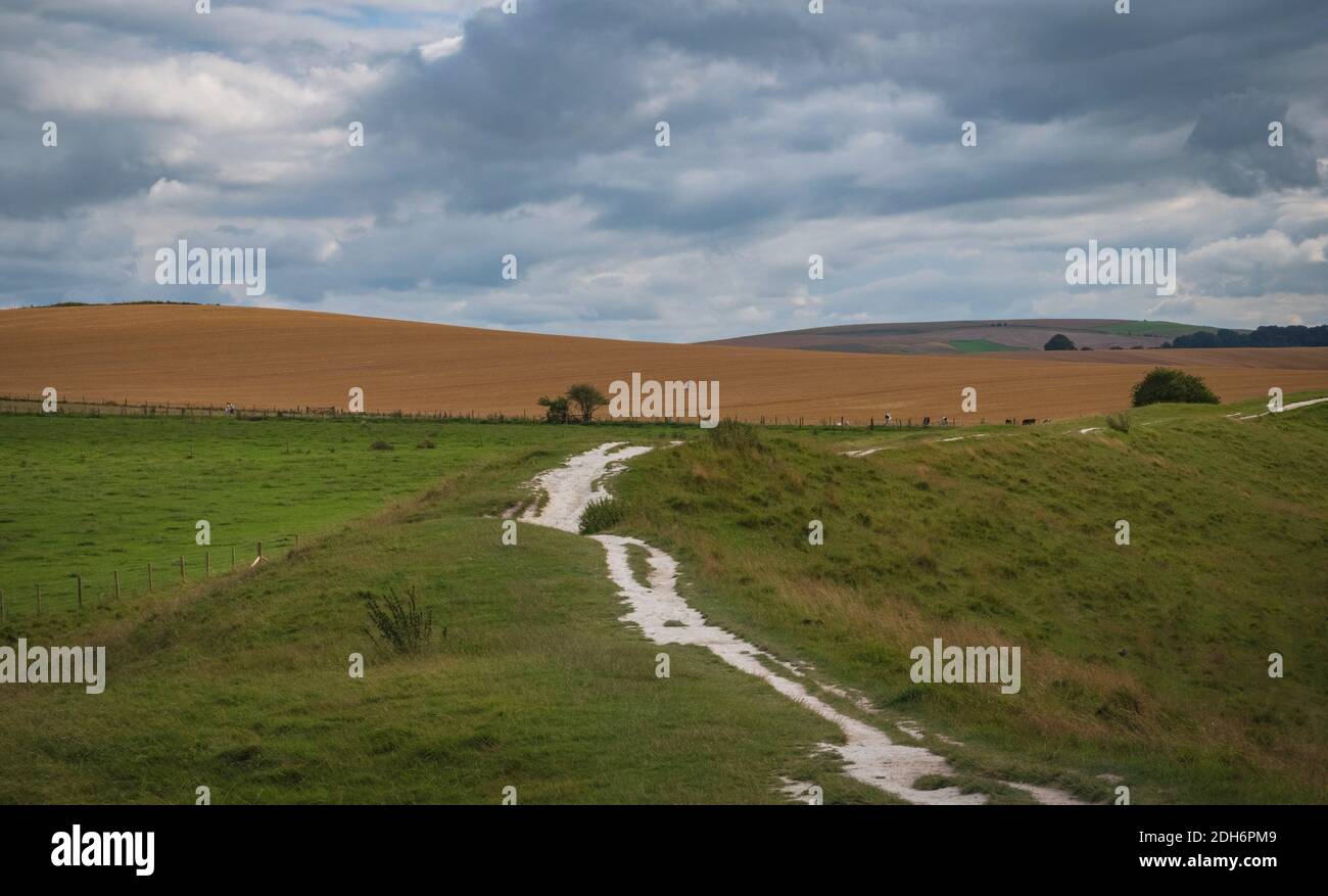 Kühe grasen in der Nähe von Prehistoric Standing Stones in Avebury in Wiltshire England Stockfoto