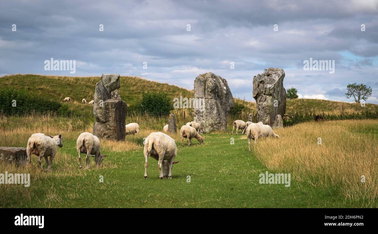 Beeindruckende stehende Steine aus dem historischen Kreis in Avebury Wiltshire. Schafe können zwischen den massiven Felsen grasen gesehen werden. Stockfoto
