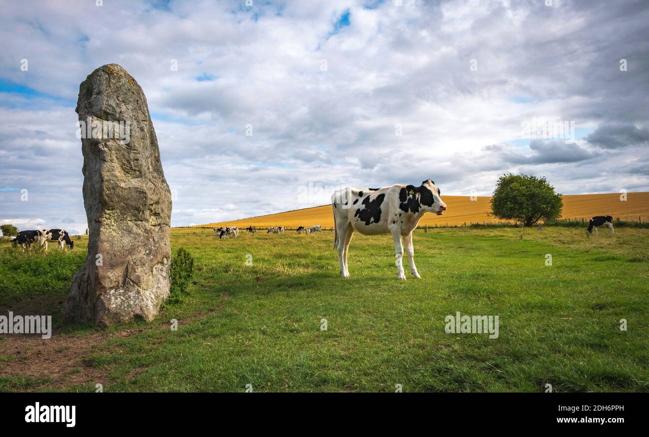 Kühe grasen in der Nähe von Prehistoric Standing Stones in Avebury in Wiltshire England Stockfoto