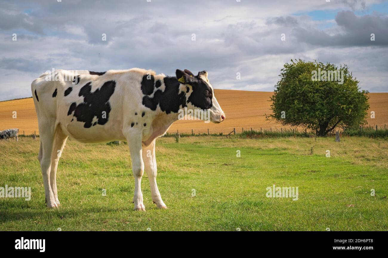 Kühe grasen in der Nähe von Prehistoric Standing Stones in Avebury in Wiltshire England Stockfoto