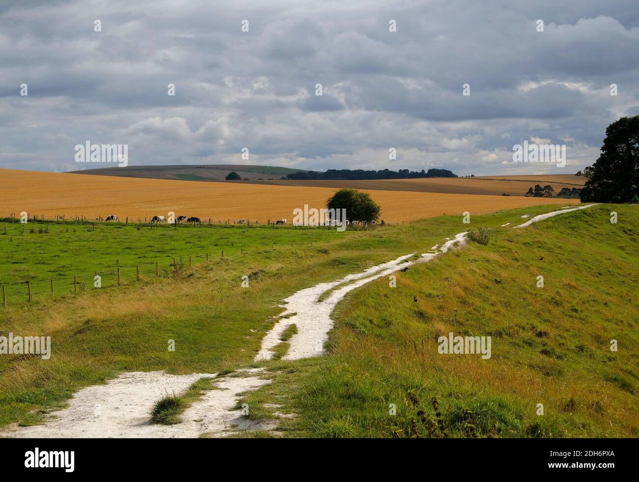 Kühe grasen in der Nähe von Prehistoric Standing Stones in Avebury in Wiltshire England Stockfoto