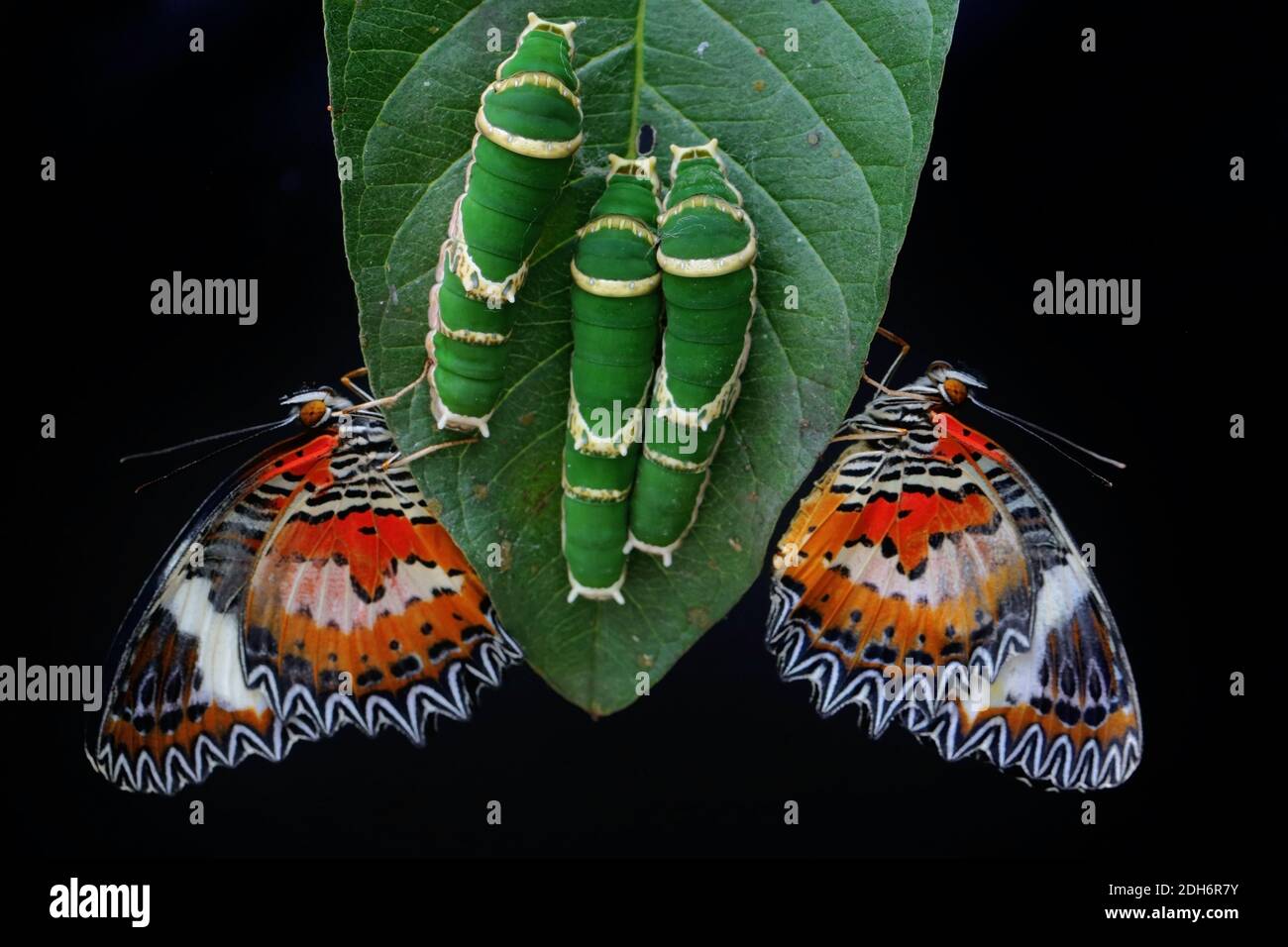 Zwei Schmetterlinge auf GuavaBlättern, die von Raupen gefressen werden Stockfotografie Alamy