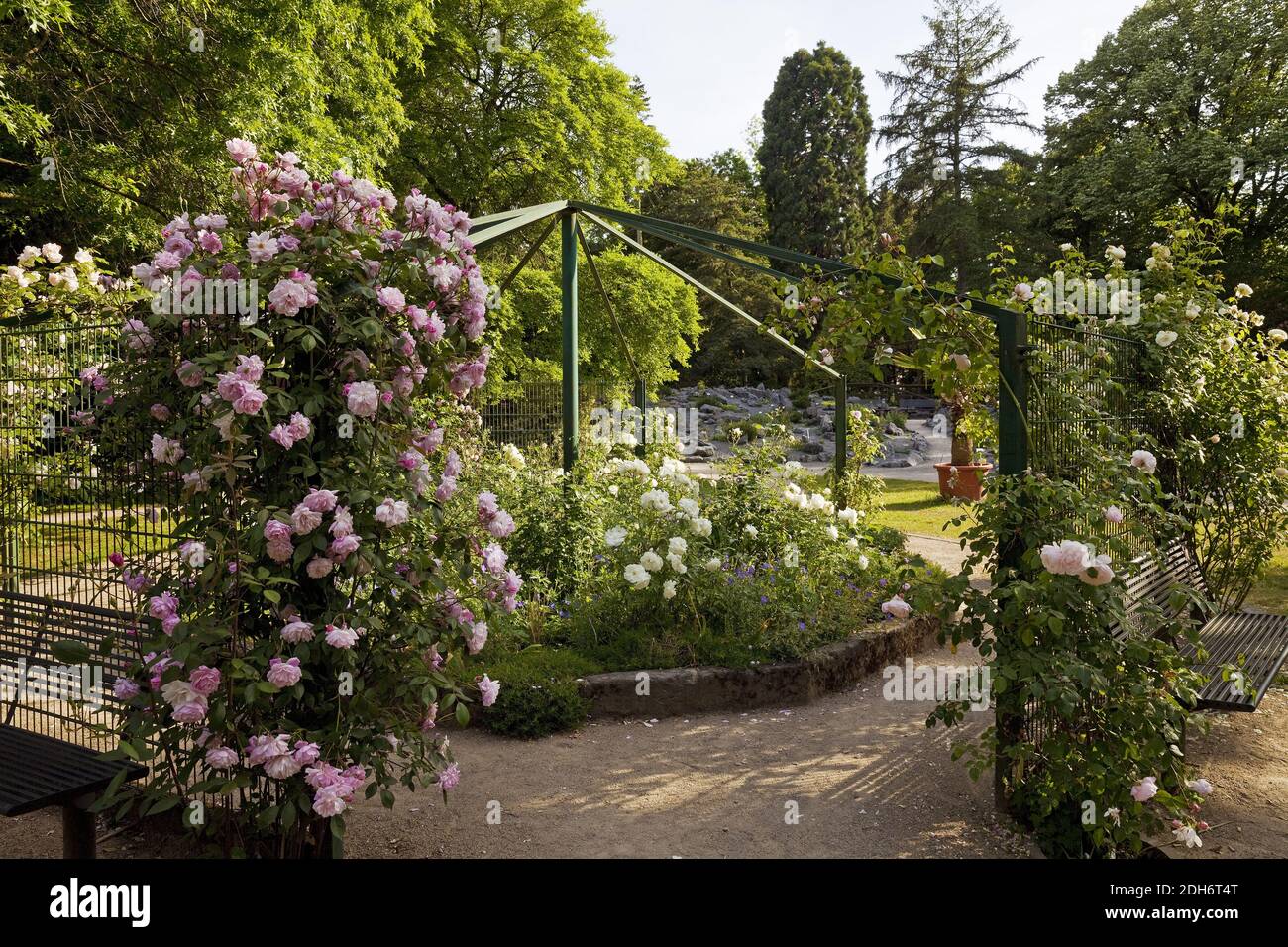 Farbenfroher Garten, Mönchengladbach, Niederrhein, Nordrhein-Westfalen, Deutschland, Europa Stockfoto