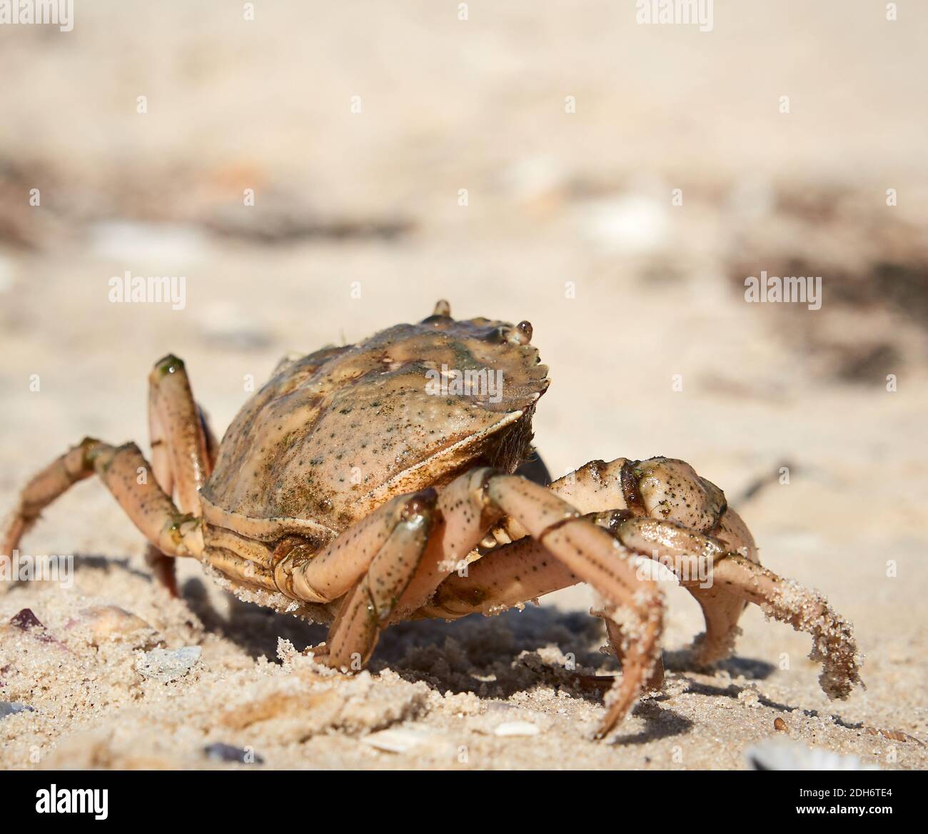 Lebende Krabben an der sandigen Küste des Schwarzen Meeres, Ukraine, Cherson Region Stockfoto