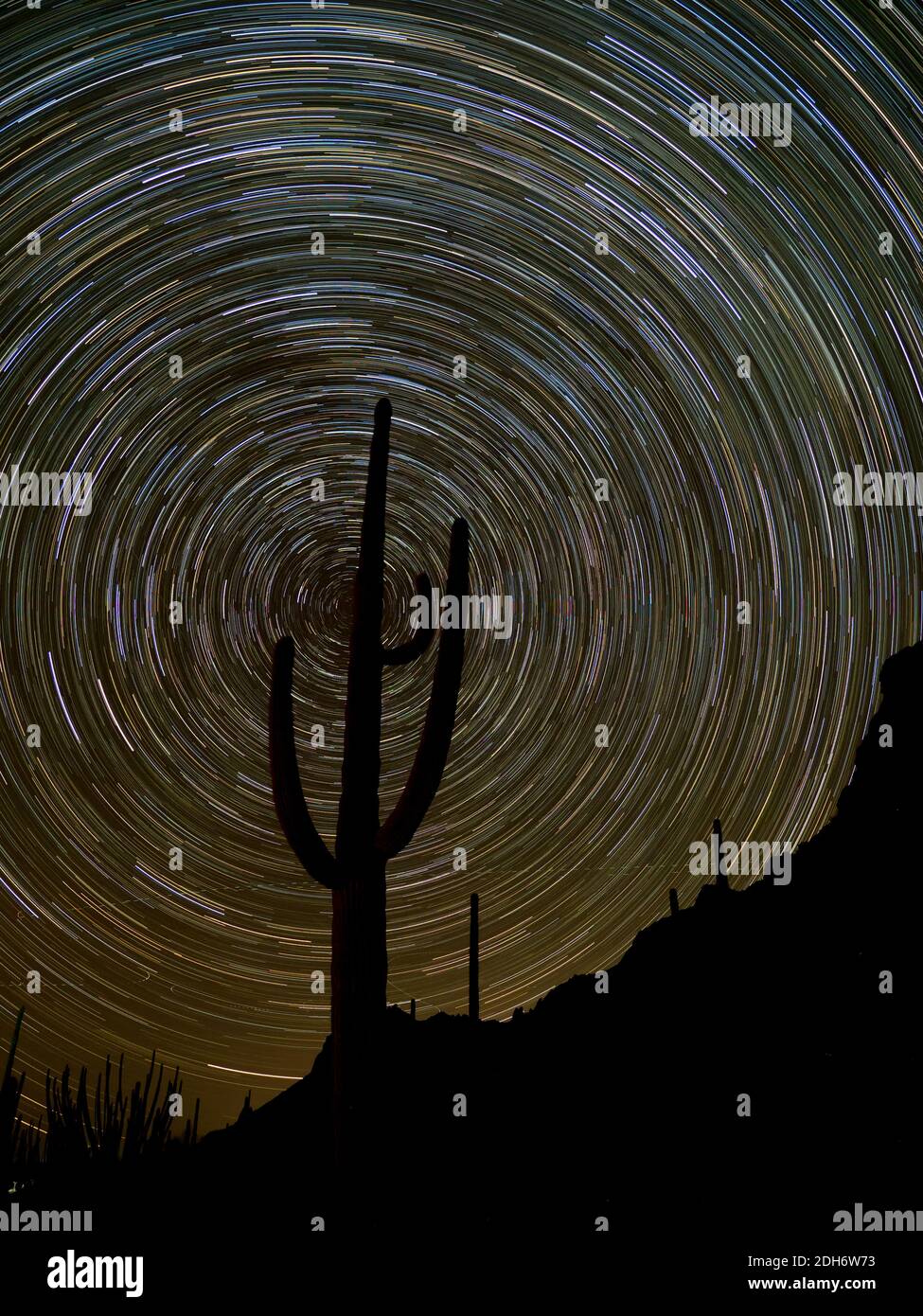 Atemberaubende Sternpfade am Nachthimmel mit einem saguaro Kaktus am Organ Pipe Cactus National Monument, Arizona, USA Stockfoto