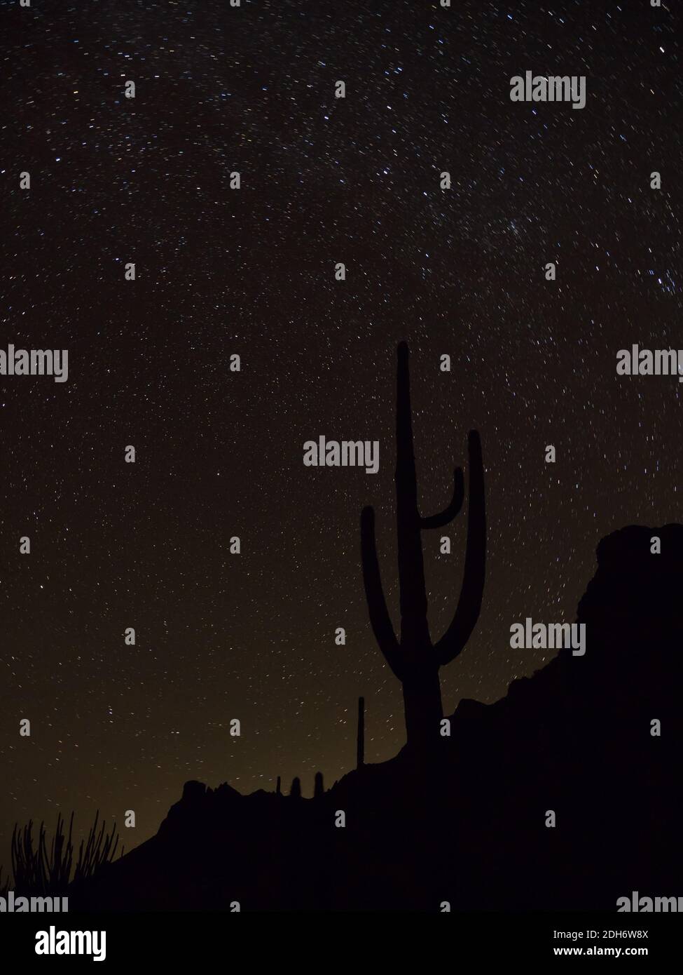 Erstaunliche Sterne am Nachthimmel mit einem saguaro Kaktus am Organ Pipe Cactus National Monument, Arizona, USA Stockfoto