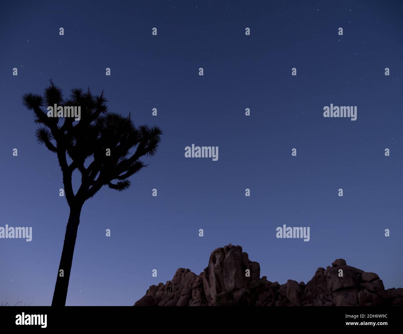 Erstaunliche Sterne am Nachthimmel im Joshua Tree National Park, Kalifornien, USA Stockfoto
