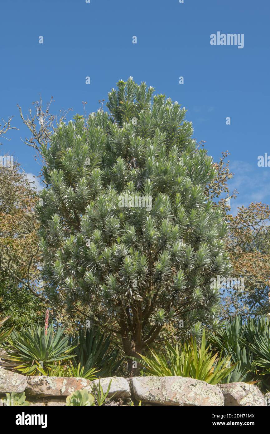 Laub einer Evergreen südafrikanischen Kiefer oder Silberbaum (Leucadendron argenteum) Wächst in einem Garten auf der Insel Tresco in Die Inseln von Scilly Stockfoto