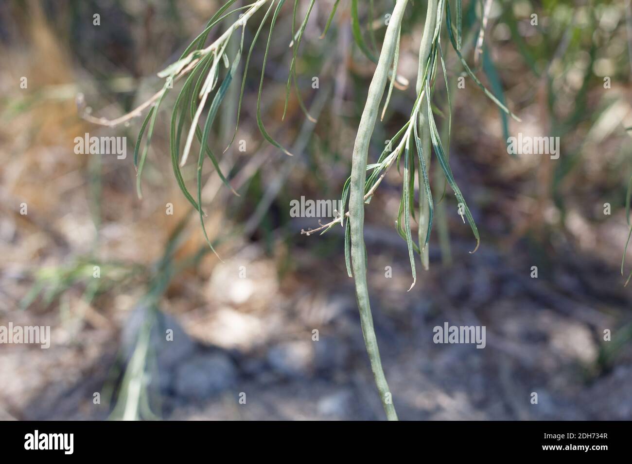 Grüne Kapsel Frucht, Wüstenweide, Chilopsis Linearis, Bignoniaceae, native Baumstrauch, Twentynine Palms, Southern Mojave Desert, Sommer. Stockfoto