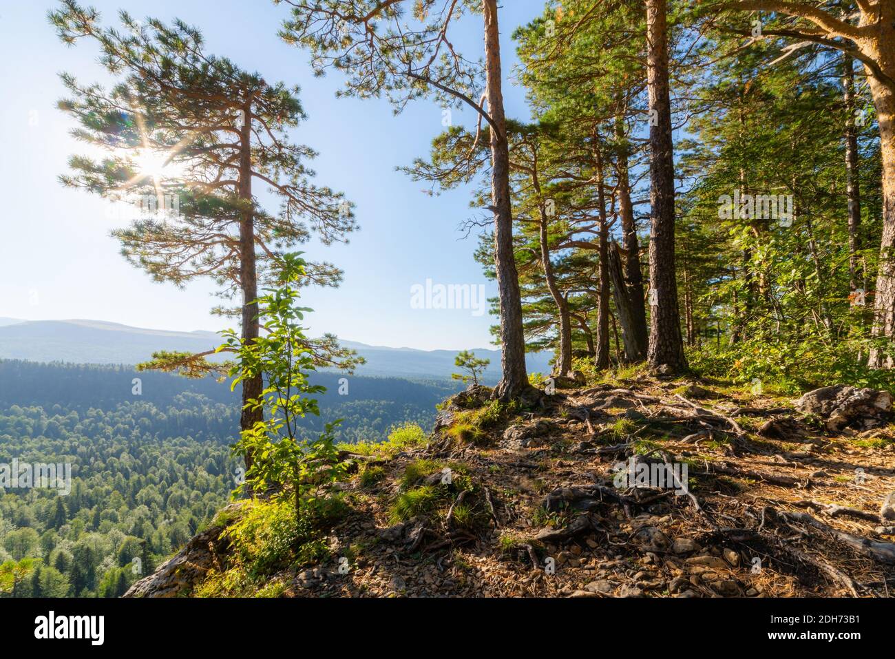 Eine Relikt Kiefer wächst am Rande des Gebirges Plateau in Berg. Stockfoto