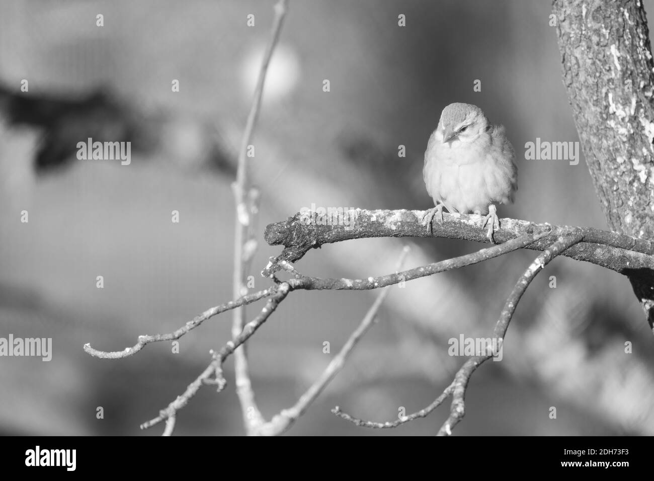 Eine Graustufenaufnahme von Finken Vogel auf einem Baum thront Verzweigung Stockfoto