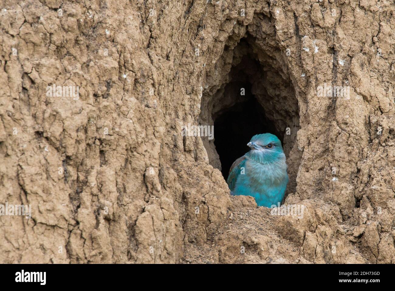 Die Europäische Rolle vogel küken bereitet aus dem Loch zu fliegen - Nest  Stockfotografie - Alamy