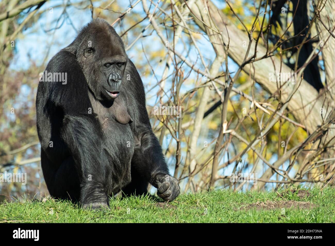 Eine vertikale Aufnahme eines Gorillas, der im Gras sitzt Unter Sonnenlicht Stockfoto