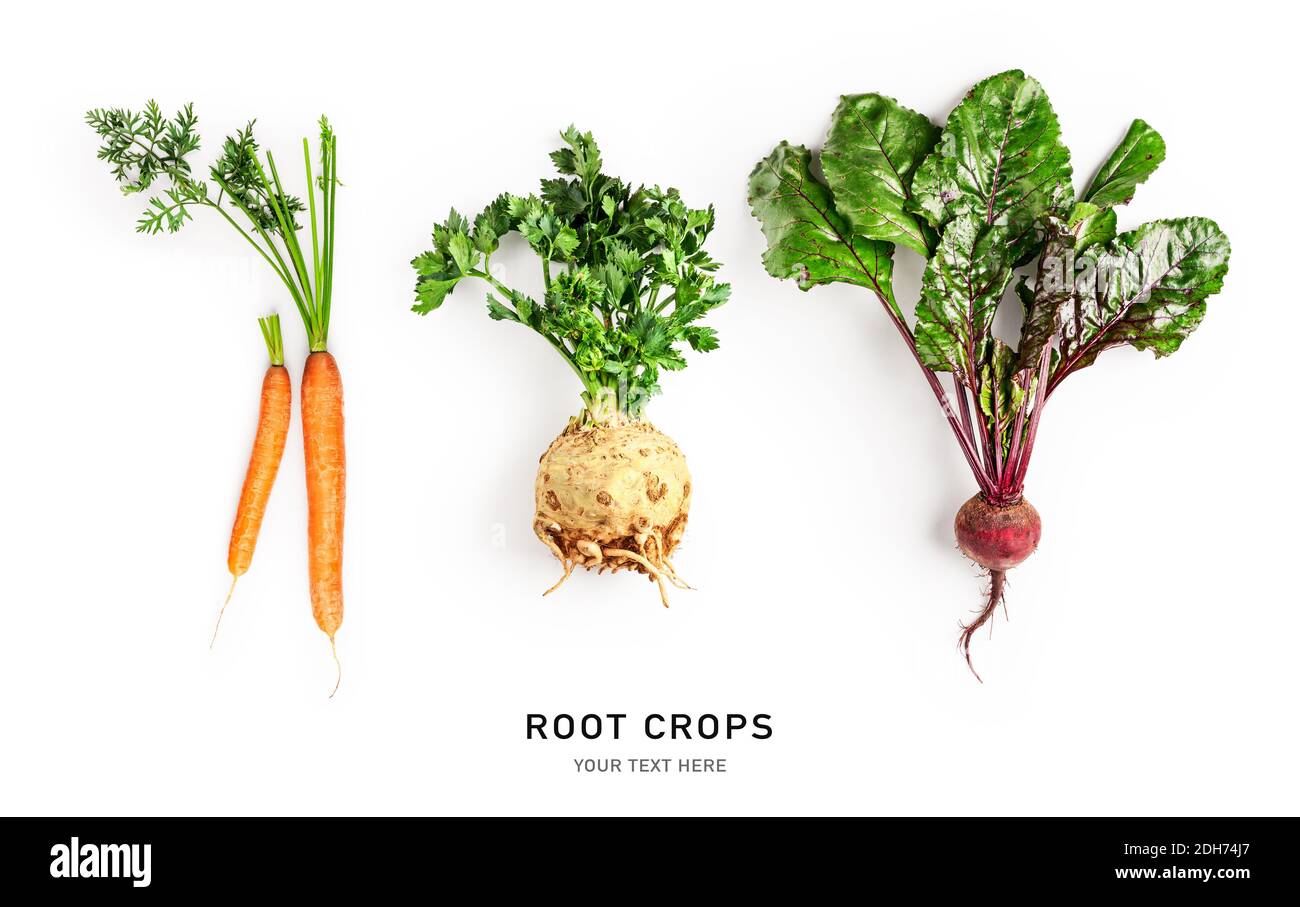 Bio-Wurzelgemüse Karotte, Rote Bete und Sellerie mit Blättern isoliert auf  weißem Hintergrund. Gesunde Ernährung und Diät-Konzept. Wurzelpflanzen comp  Stockfotografie - Alamy