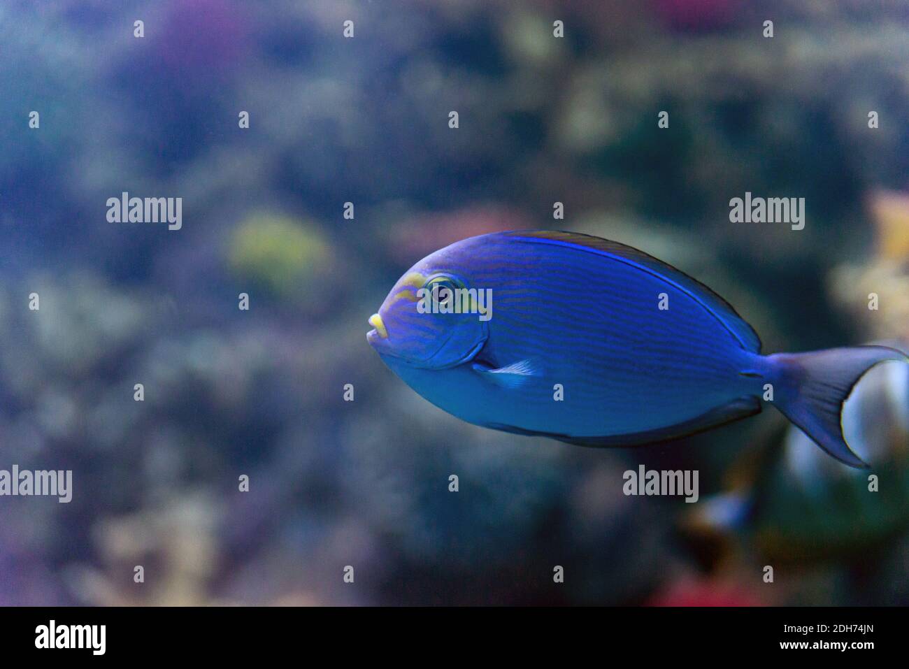 Gelbflossen-Surgeonfish oder Acanthurus xanthopterus unter Wasser in den tropischen Gewässern des Indischen Ozeans. Stockfoto