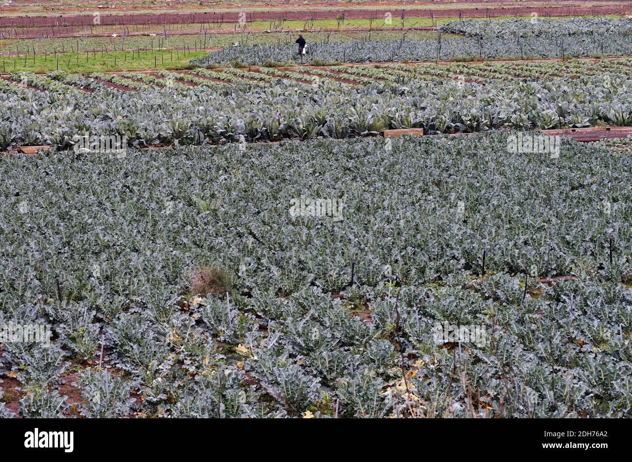 Broccoli in einem Gebiet von Sizilien traditionelle Lebensmittel der Landwirtschaft Und Kultur Stockfoto