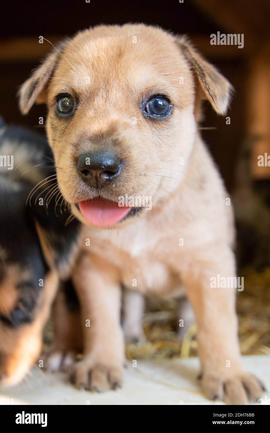 Süßeste Terrier Labor Husky Mix Welpen spielen im Hundehaus Stockfoto
