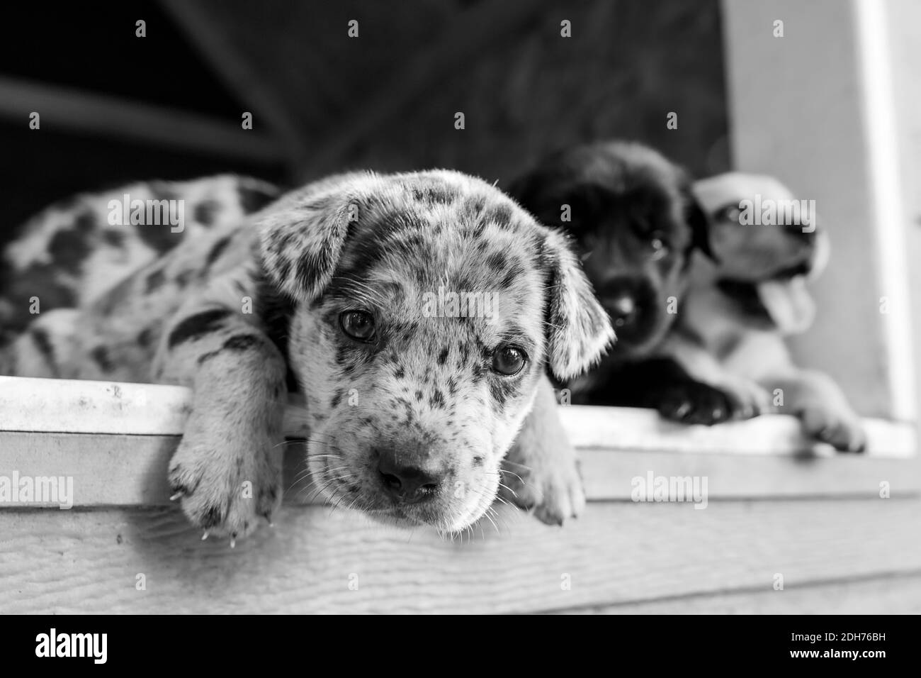 Süßeste Terrier Labor Husky Mix Welpen spielen im Hundehaus Stockfoto