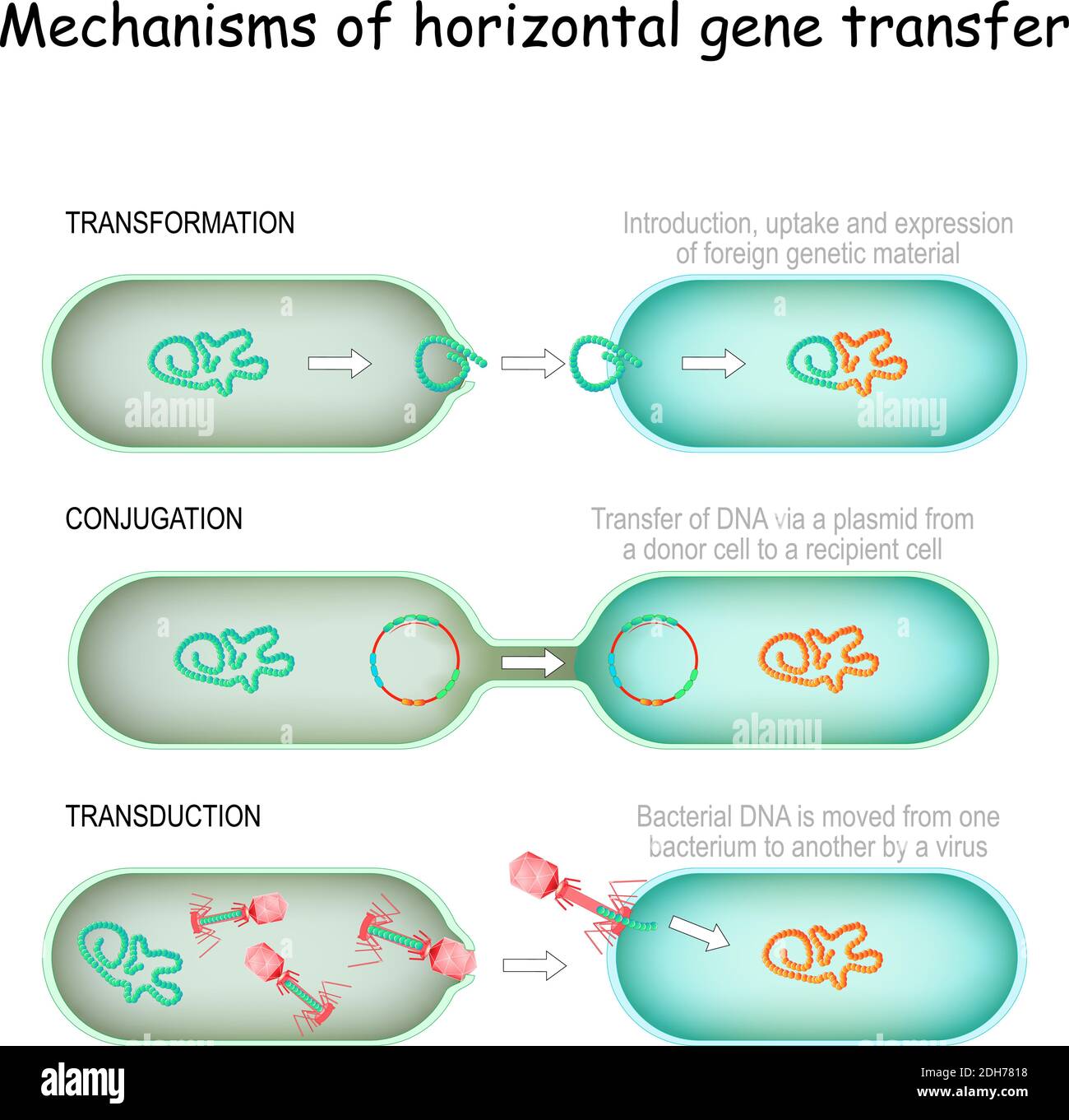 Mechanismen des horizontalen Gentransfers. Konjugation (Transfer von DNA über ein Plasmid von einer Spenderzelle zu einem Empfänger), Transduktion (bakterielle DNA) Stock Vektor