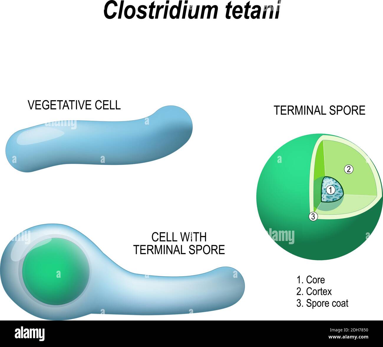 clostridium tetani. Anatomie der Zelle mit terminalen Sporen und vegetativen Zellen. Struktur der terminalen Sporenschicht: Kern, Kortex und Sporenschicht Stock Vektor