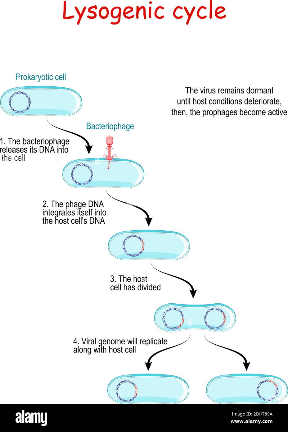 Lysogener Zyklus mit Bakteriophagen. Lysogenie führt nicht zu einer sofortigen Lysierung der Wirtszelle. Der Virus bleibt solange inaktiv, bis der Host-Zustand erreicht ist Stock Vektor