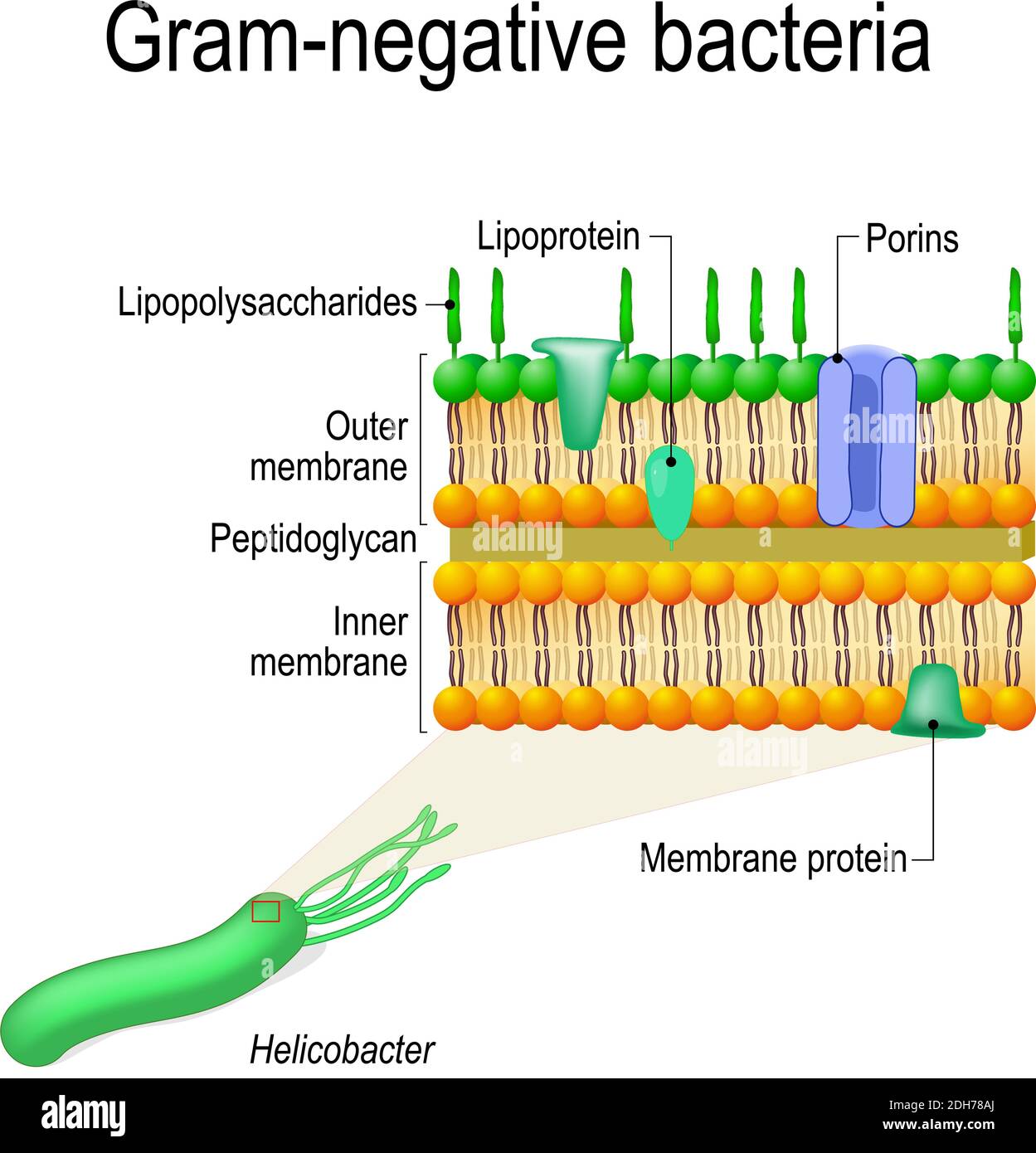 Zellwandstruktur von gramnegativen Bakterien zum Beispiel Helicobacter. Vektordiagramm für pädagogische, medizinische, biologische und wissenschaftliche Nutzung Stock Vektor