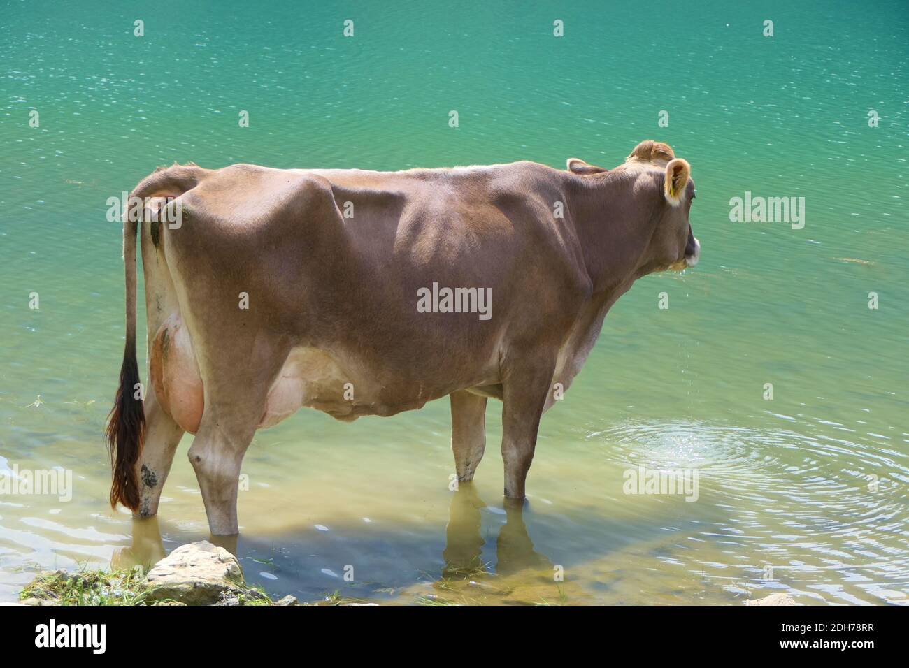 Hellbraune Kuh, die im See steht, um sich zu erfrischen Im Wasser Stockfoto