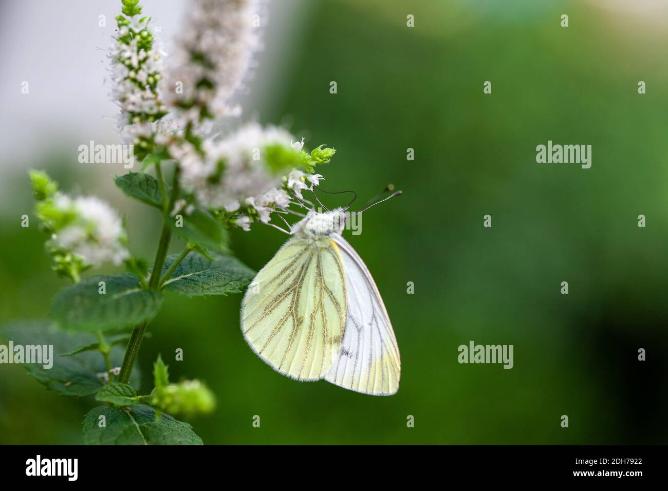 Großer Kohl Weißer Schmetterling auf Minze Stockfoto
