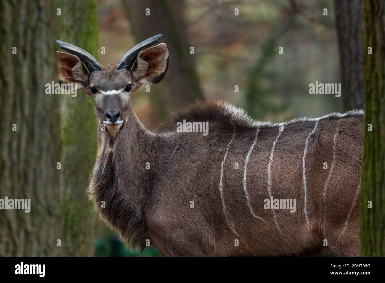 Greater Kudu - Tragelaphus strepsiceros, große gestreifte Antilope aus afrikanischen Savannen, Etosha Nationalpark, Namibia. Stockfoto