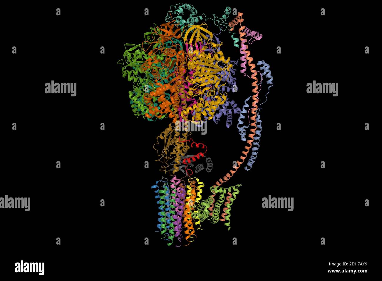 Ovine mitochondriale ATP-Synthase, 3D-Bändchenmodell isoliert, schwarzer Hintergrund Stockfoto
