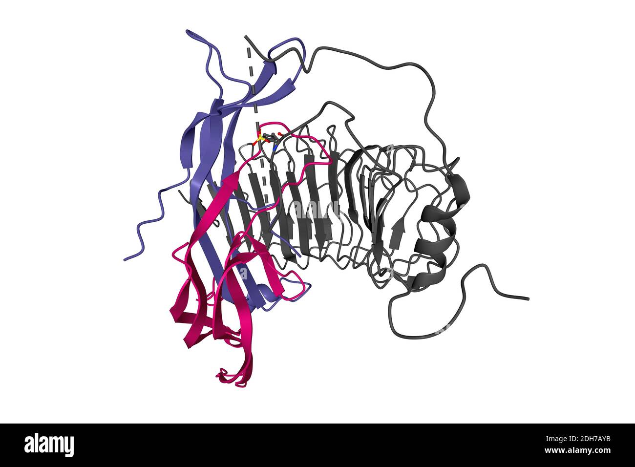 Struktur des follikelstimulierenden Hormons (Farbe) im Komplex mit der gesamten Ektodomäne seines Rezeptors (grau), 3D-Bändchenmodell, weißer Hintergrund Stockfoto