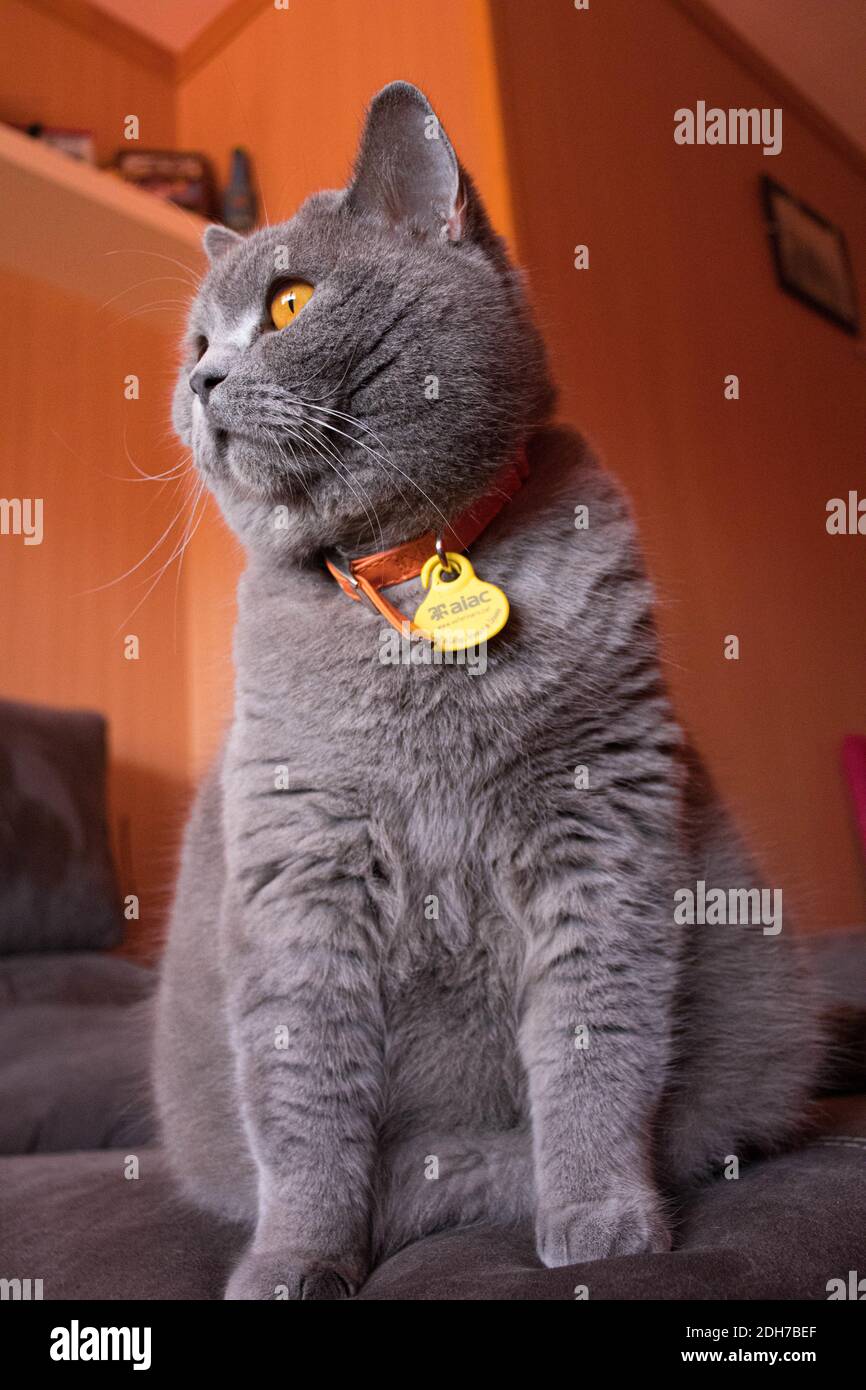 Gato British Blue de perfil con ojos color naranja Stockfoto