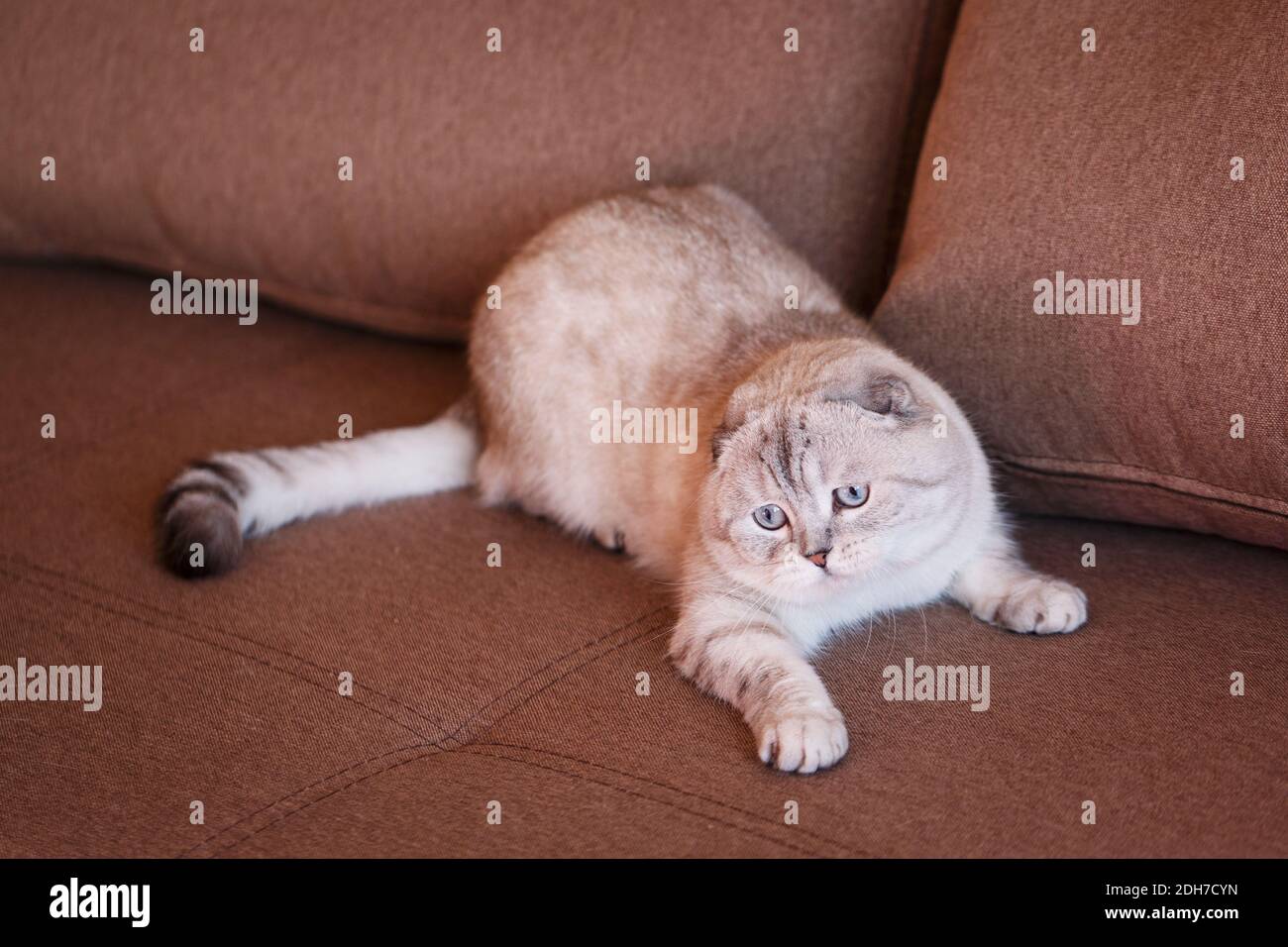 Sehr schöne reinrassige graue Katze. Foto verursacht ein Lächeln und positive Emotionen. Geeignet für die Werbung für ein Haustiergeschäft oder eine Katzenkost. Schottische Rasse. Stockfoto