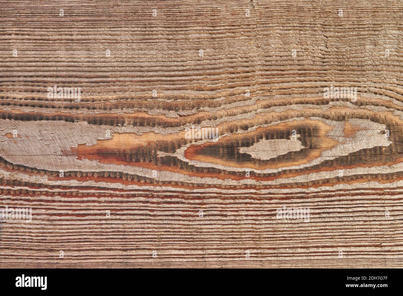 Blick auf ein Holzbrett aus Eichenstamm mit Jahresringen und natürlicher Textur. Stockfoto