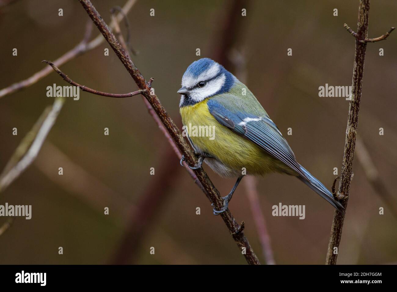 Blaumeise (Cyanistes caeruleus) Stockfoto