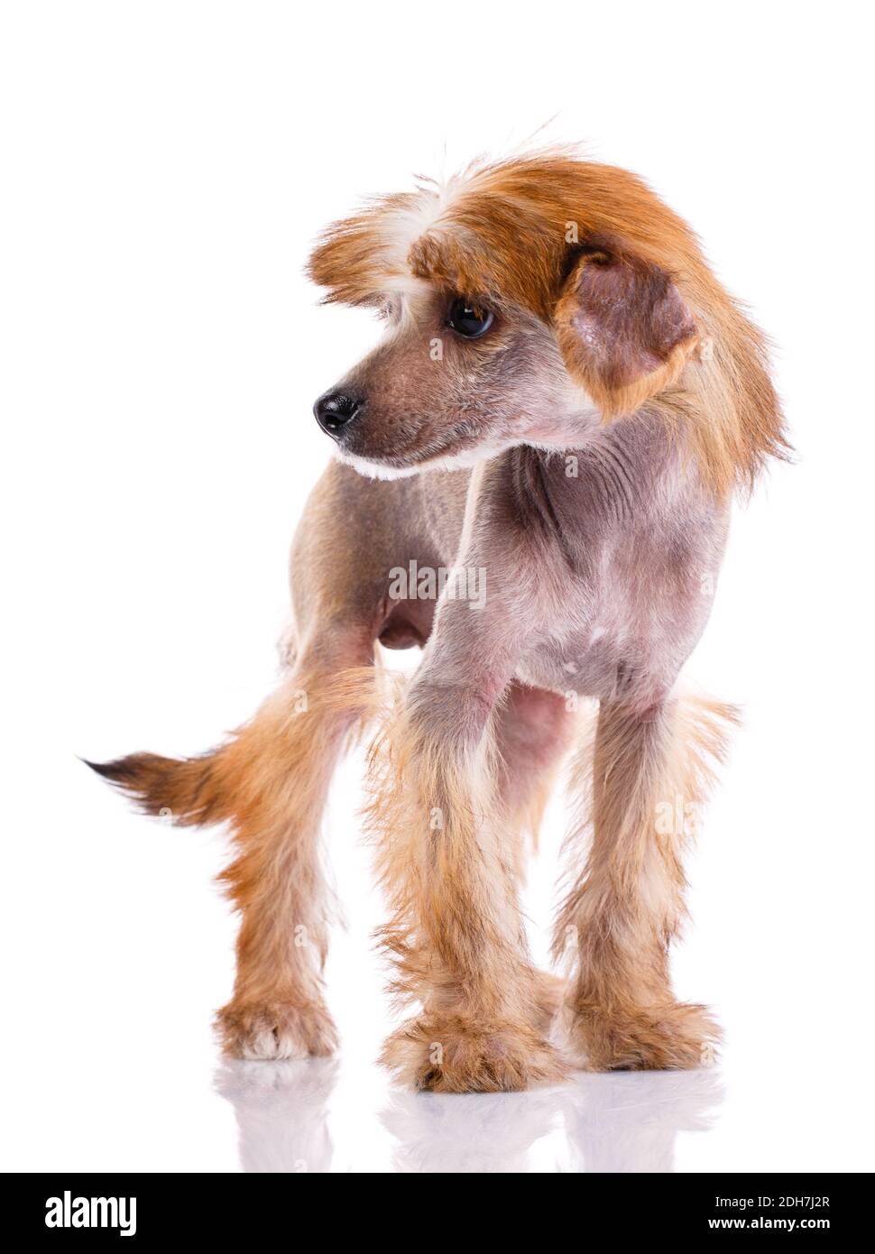 Brauner chinesischer ausgeruhter Hund, der auf weißem Hintergrund zur Seite schaut. Clouse Up. Stockfoto