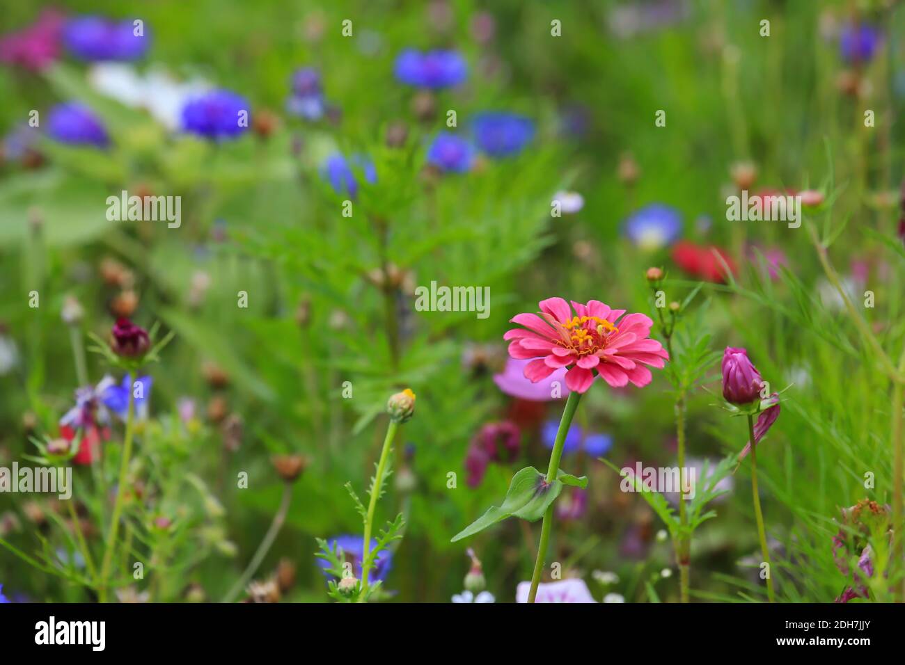 Bunte Blumenwiese in der Grundfarbe Grün mit verschiedenen Wildblumen. Stockfoto