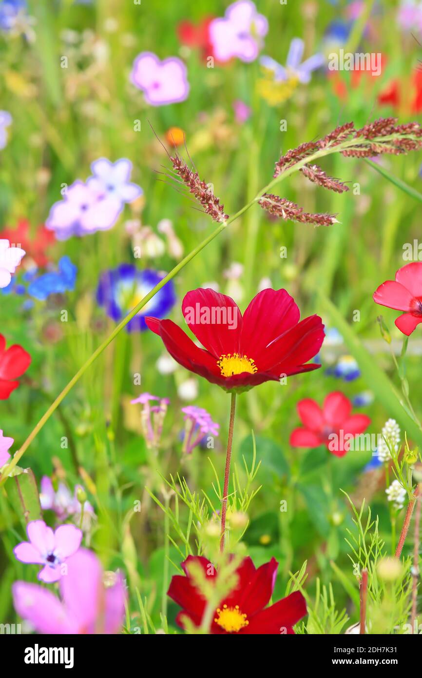 Bunte Blumenwiese in der Grundfarbe Grün mit verschiedenen Wildblumen. Stockfoto
