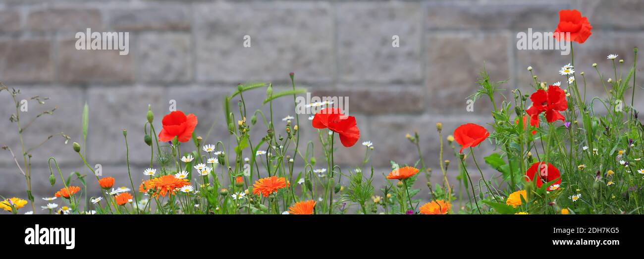Bunte Blumenwiese mit verschiedenen Wildblumen vor einer Backsteinmauer als Hintergrund. Stockfoto
