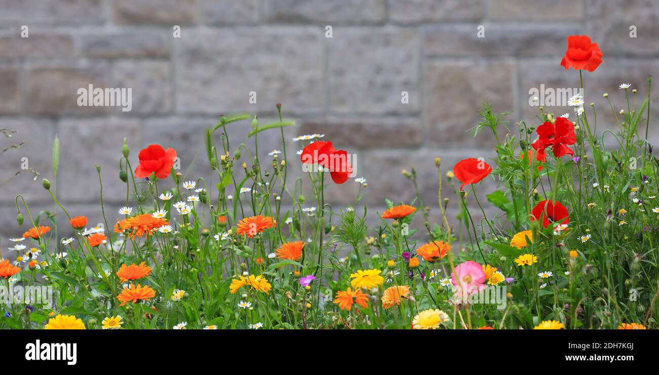 Bunte Blumenwiese mit verschiedenen Wildblumen vor einer Backsteinmauer als Hintergrund. Stockfoto