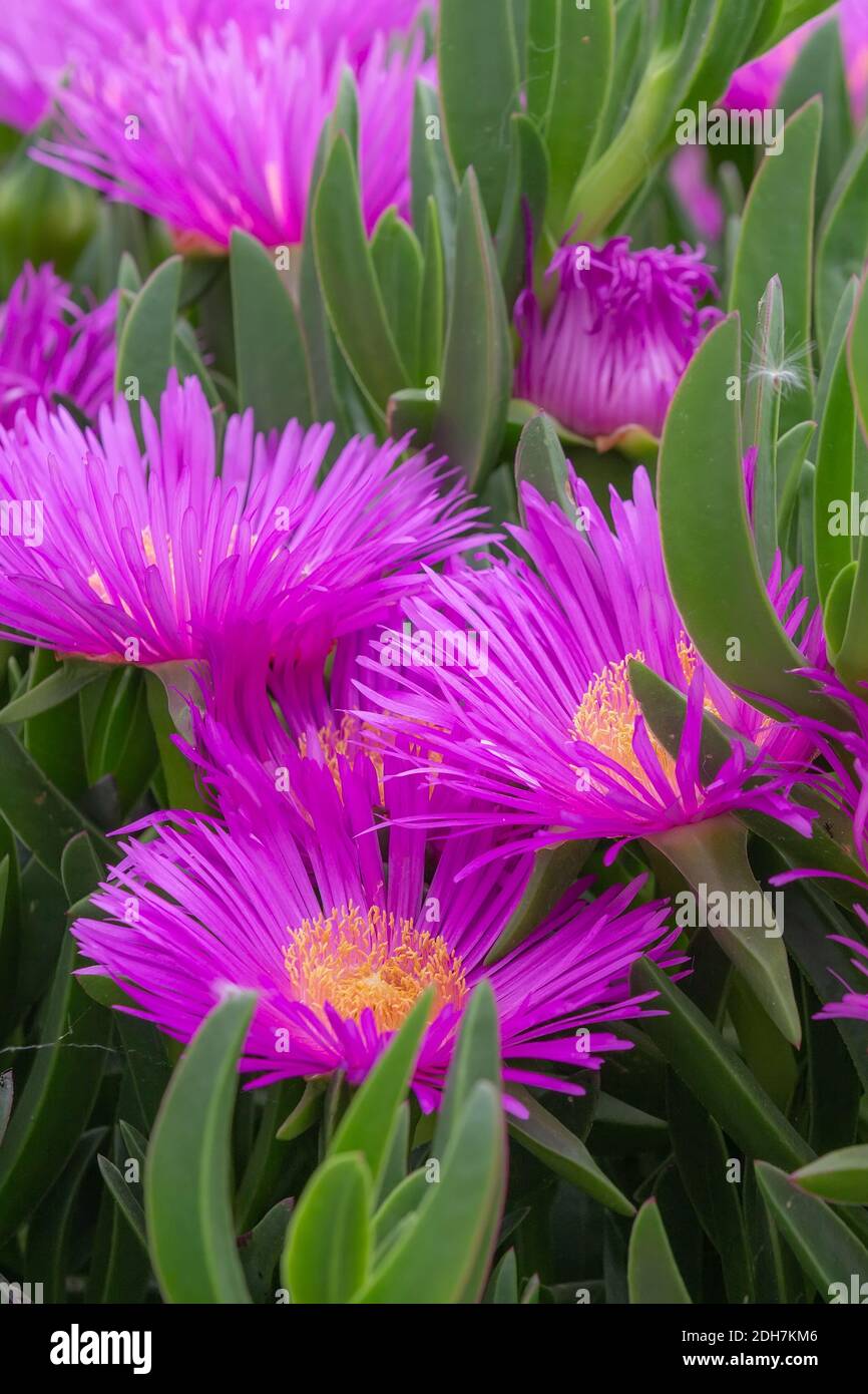 Carpobrotus edulis Eispflanze Stockfoto