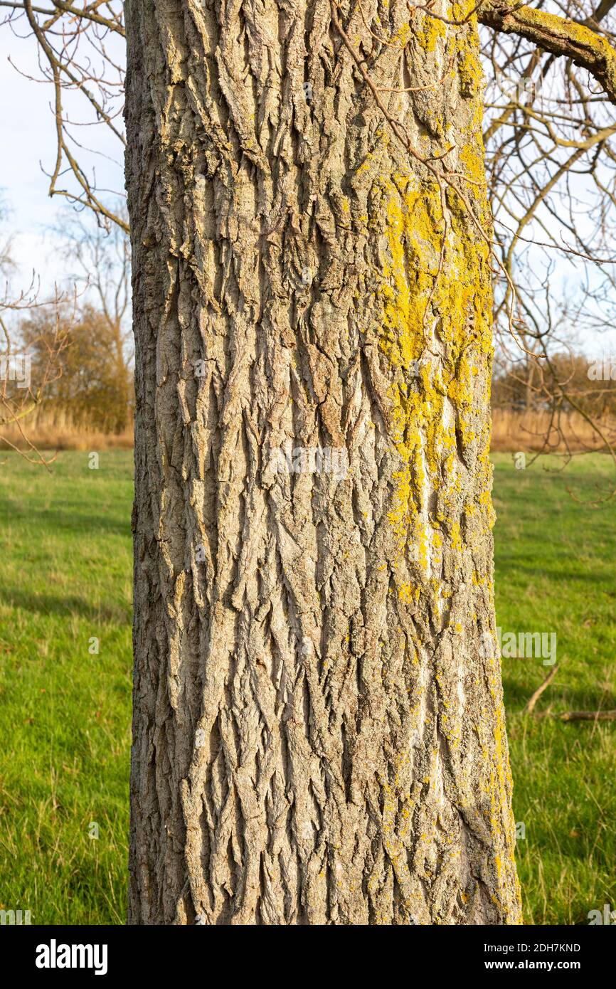 Nahaufnahme der Rinde am Stamm des Eschenbaums, Fraxinus excelsior, mit orangefarbener Schildflechte Xanthoria parietina Stockfoto