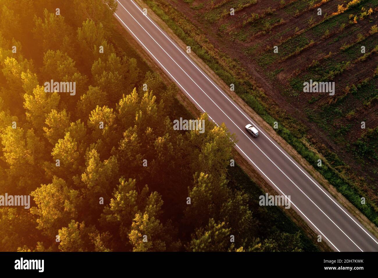 Einzelnes weißes Auto auf Straße durch Baumwollwald im Sommer Sonnenuntergang, Luftaufnahme von Drohne pov Stockfoto