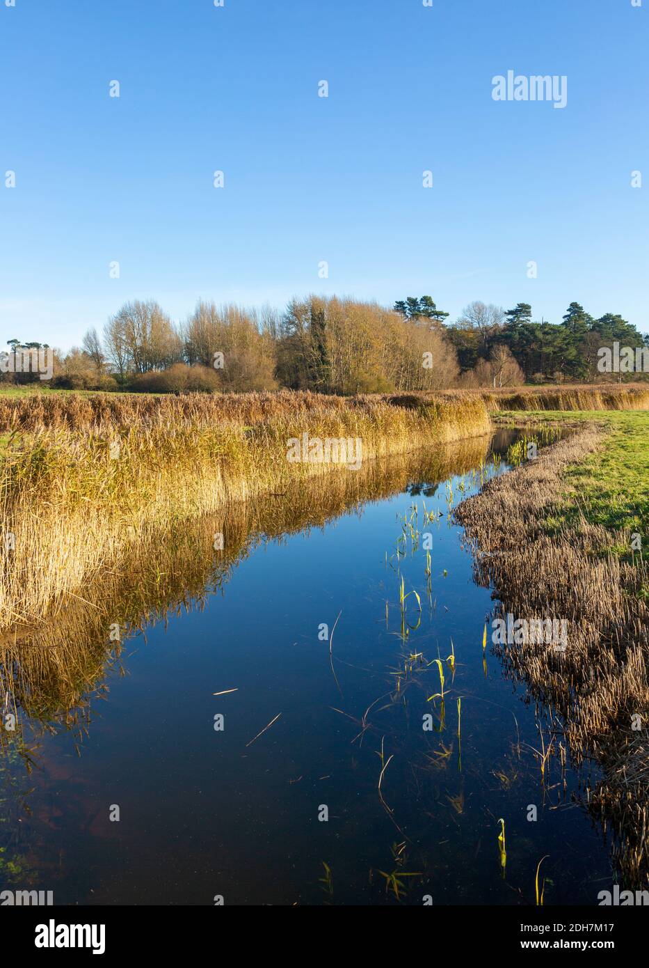 Sumpfgebiet Schilf im Entwässerungsgraben, Ramsholt, Suffolk, England, Großbritannien Stockfoto