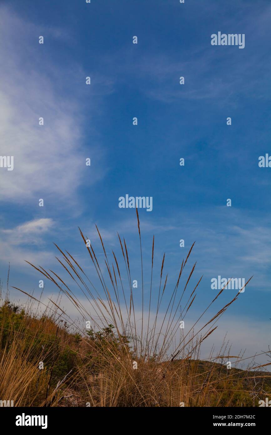 Vertikale Aufnahme von braunem Gras in einem Feld gegen ein Blauer wolkig Himmel Stockfoto